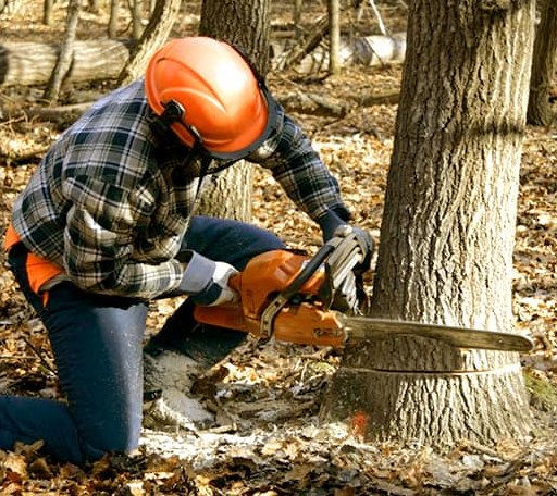 Tree Removal in Derwent, OH